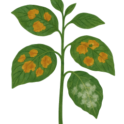 Downy Mildew