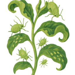 Aphids