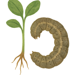 Cutworms