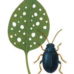 Flea Beetles