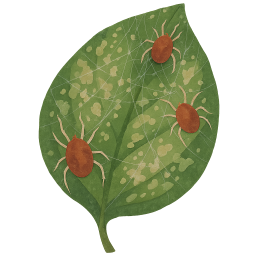 Spider Mites