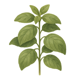 Basil