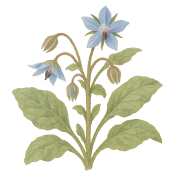 Borage