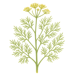 Dill