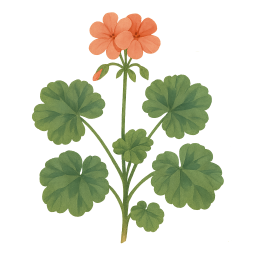 Geranium