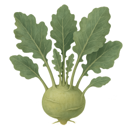 Kohlrabi