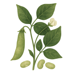 Lima Beans