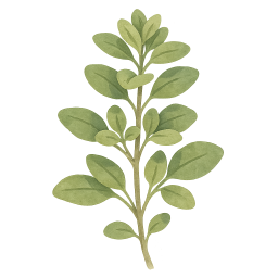 Marjoram