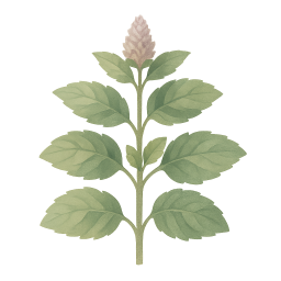 Peppermint