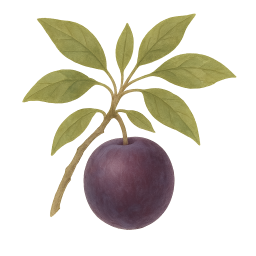 Plum