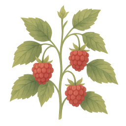 Raspberry